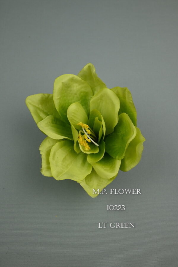 Amarylis<p>10223 - Image 3
