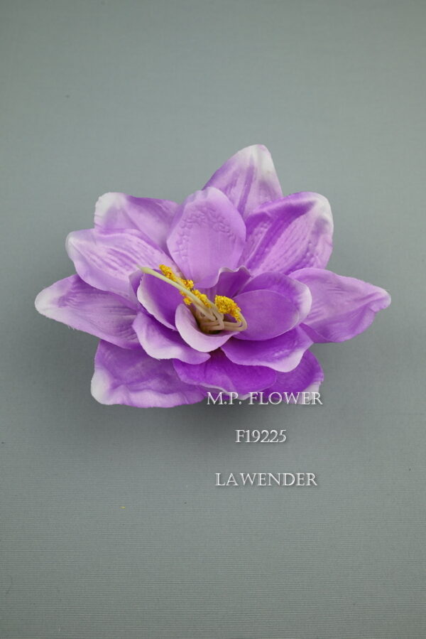 Amarylis<p>F19225 - Image 6