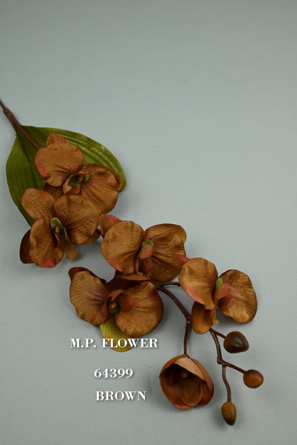 Orchidea s listom<p>64399 - Image 2