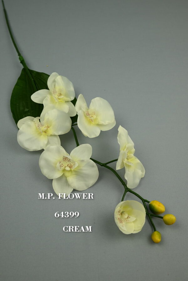 Orchidea s listom<p>64399 - Image 3