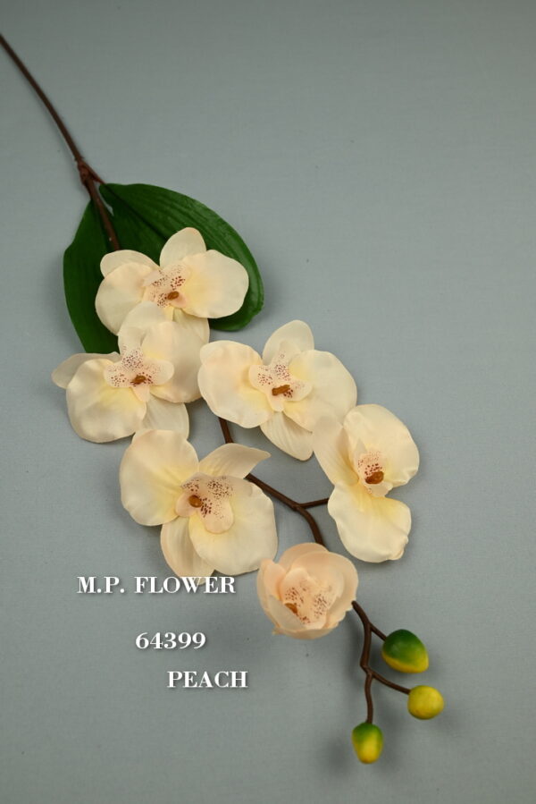 Orchidea s listom<p>64399 - Image 5