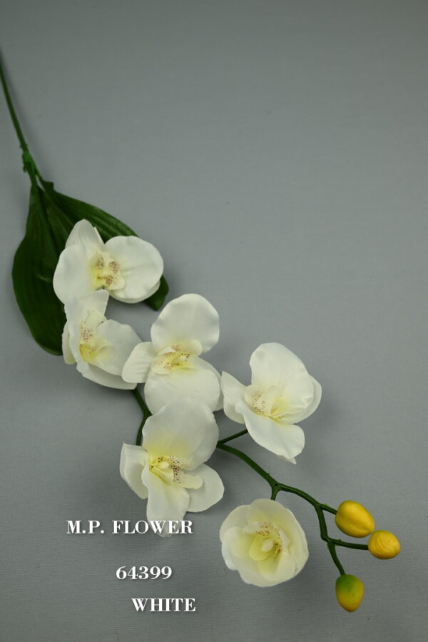 Orchidea s listom<p>64399 - Image 6