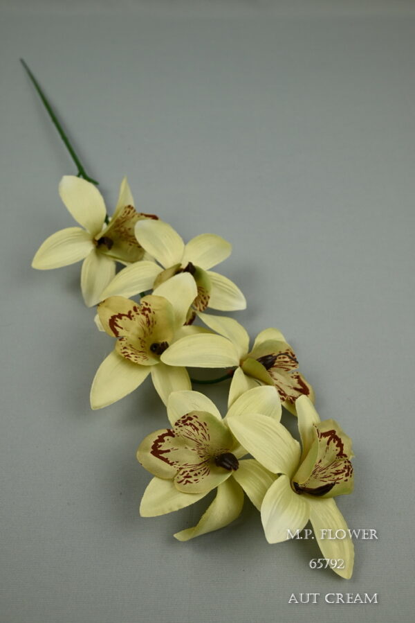 orchidea stopková<p>65792 - Image 6