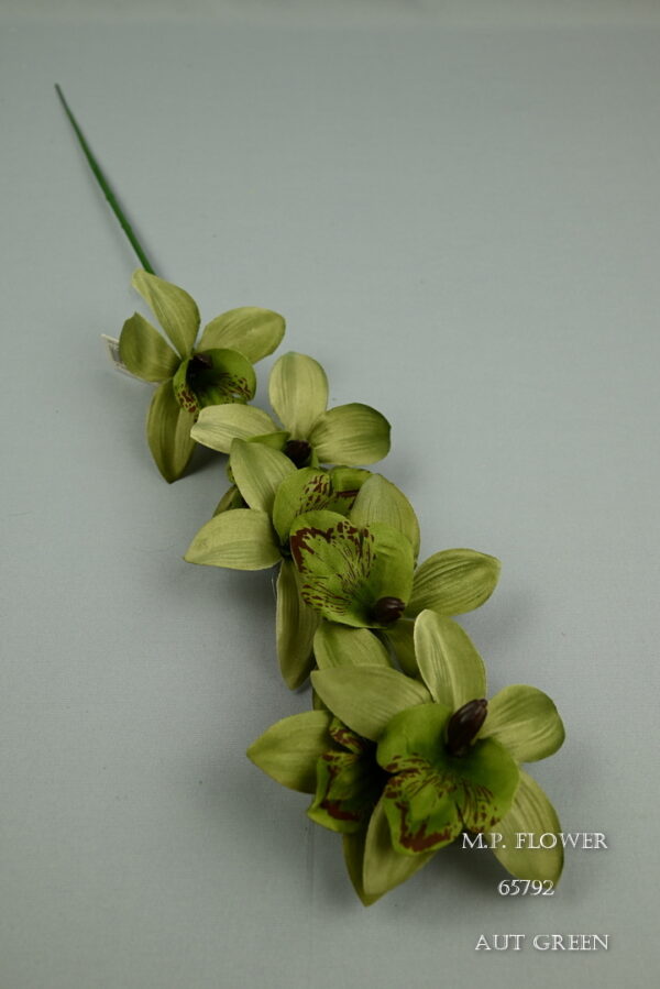orchidea stopková<p>65792 - Image 7