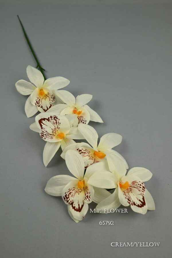 orchidea stopková<p>65792 - Image 3