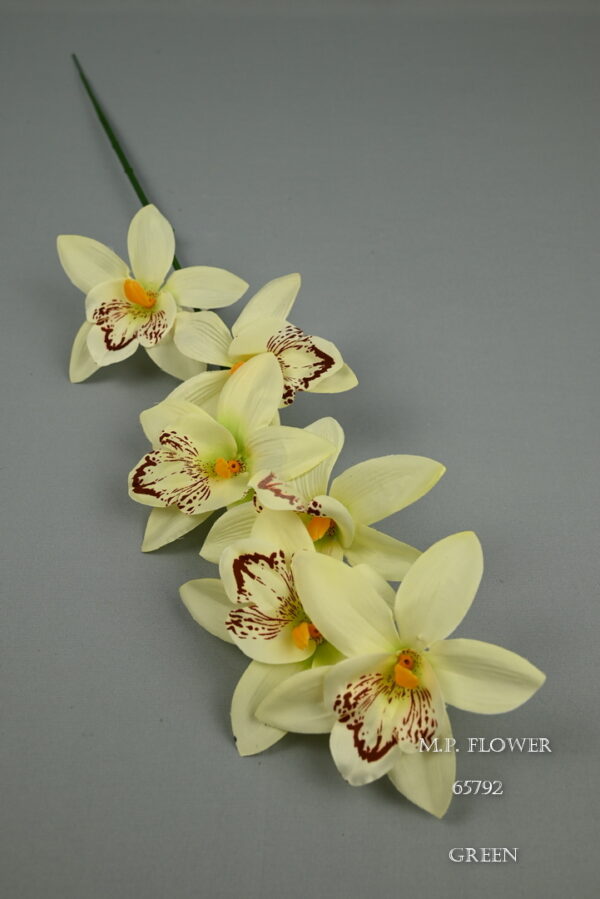 orchidea stopková<p>65792 - Image 4