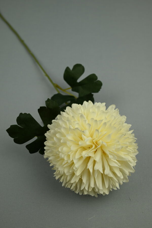 Chryzantéma stopková<p>HM80680 - Image 2