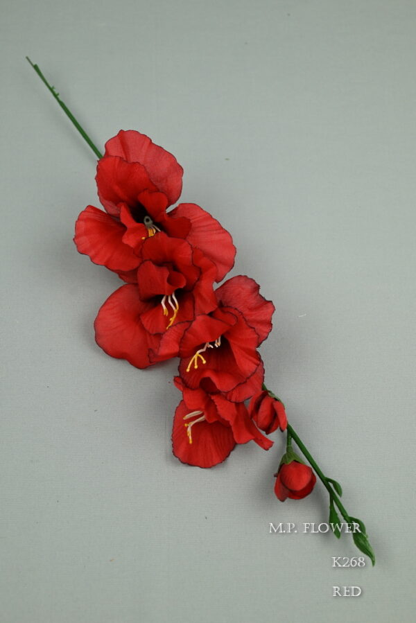 gladiola<p>K265