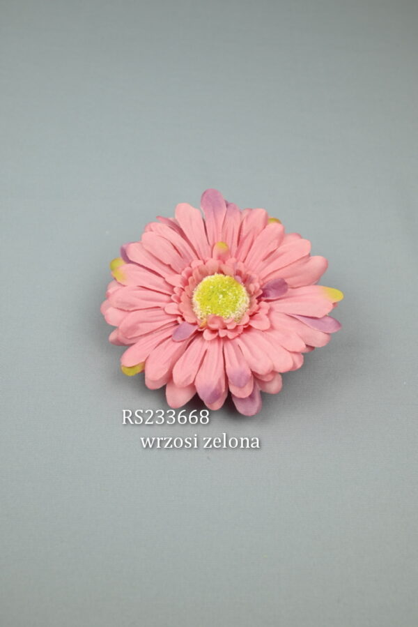 RS233668 gerbera - C-vrzosi-zelony