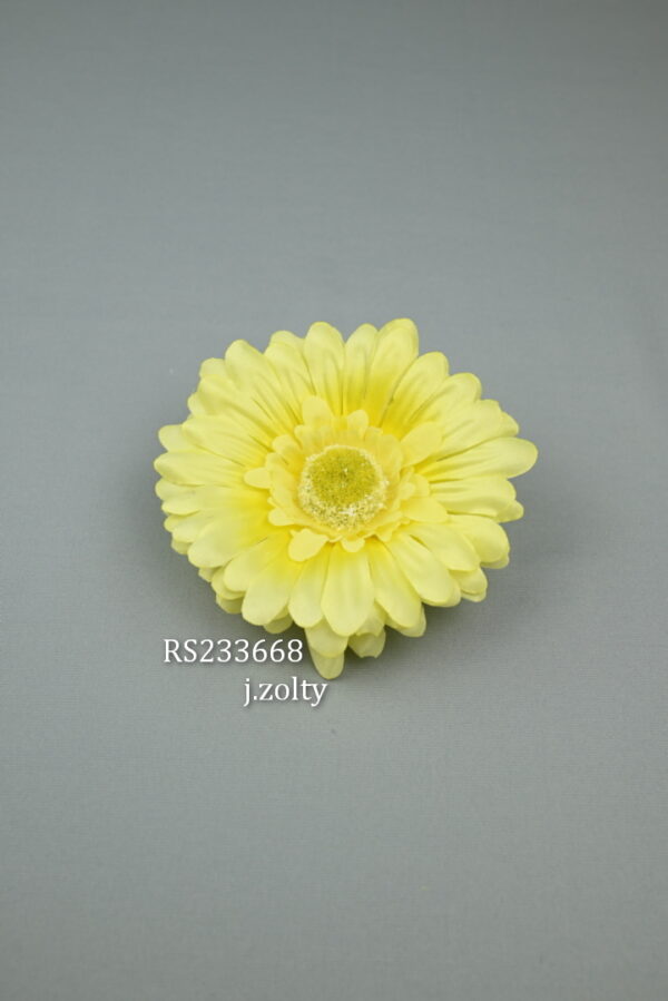 RS233668 gerbera - J žlty