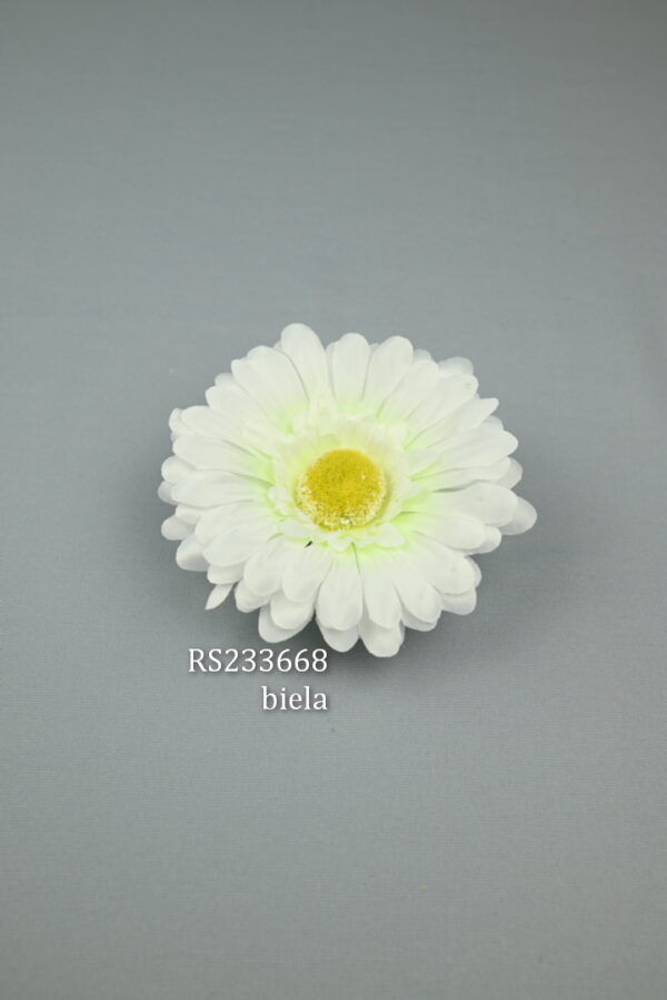 RS233668 gerbera  - white