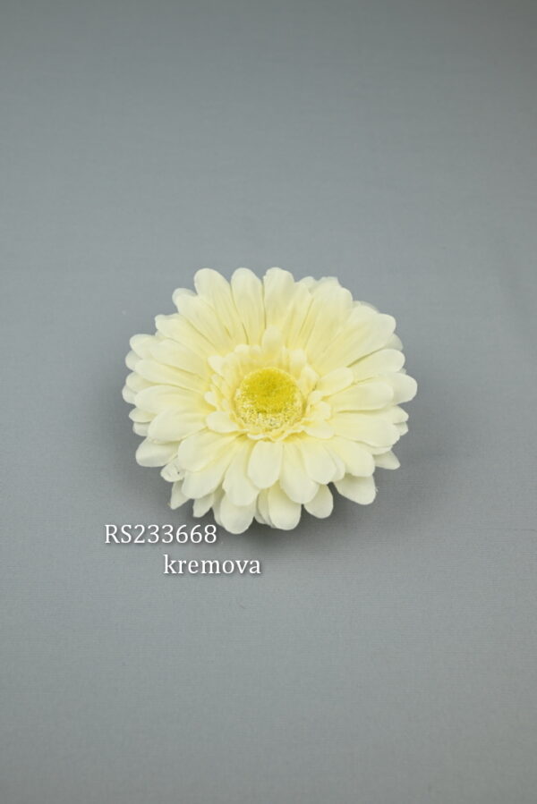 RS233668 gerbera - cream