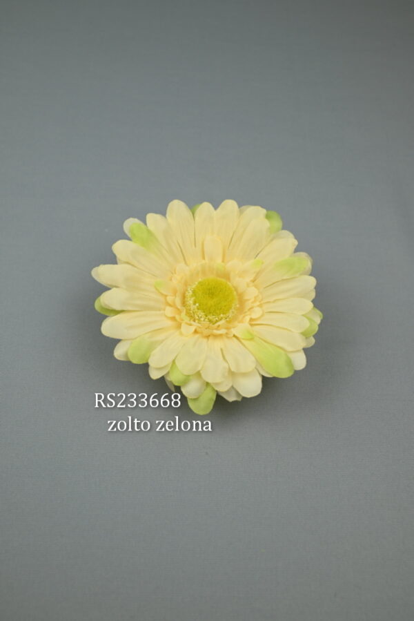 RS233668 gerbera - zolto-zeleny