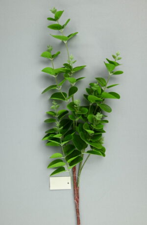 Eukalyptus<p>BL050