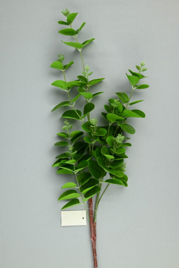 Eukalyptus<p>BL050