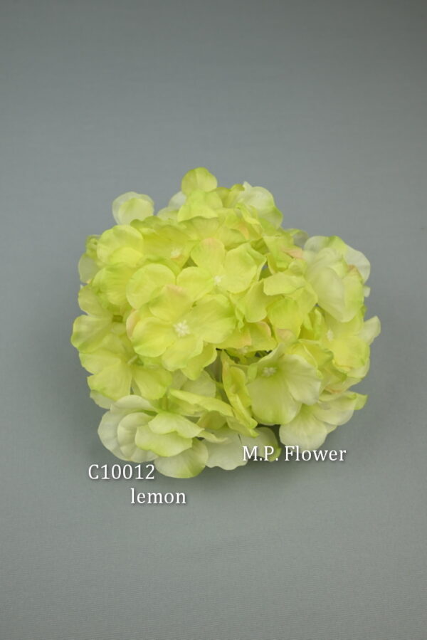 Hortenzia<p>C10012 - Image 7