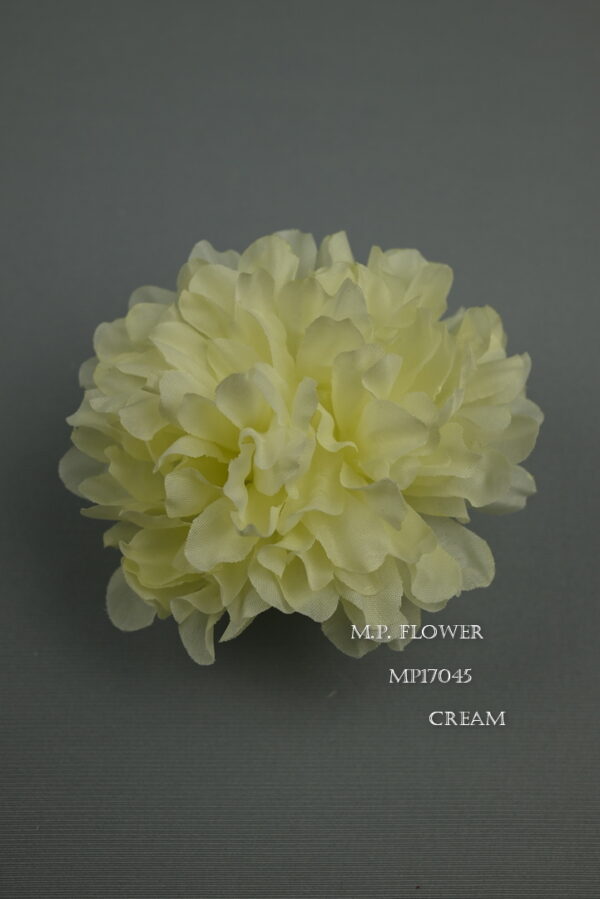 Chryzantéma vencová <p>MP17045 - Image 2