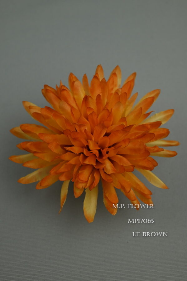 Chryzantéma vencová<p>MP17065 - Image 9