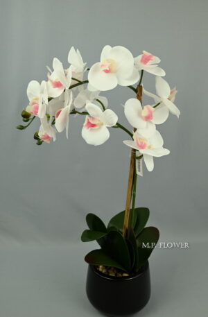 Orchidea črep.<p> SFCPOT020053