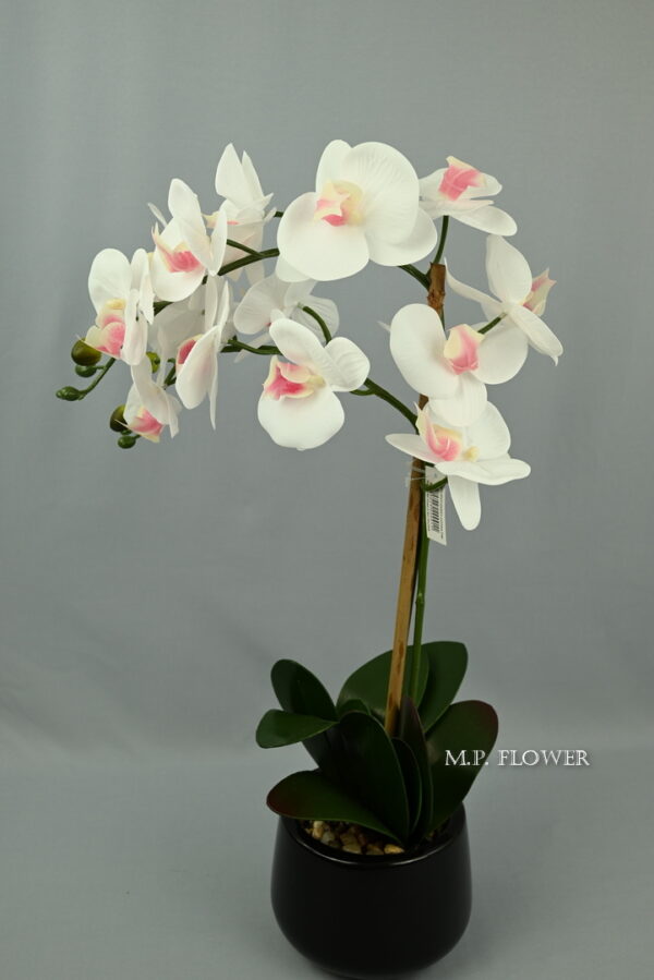 Orchidea črep.<p> SFCPOT020053