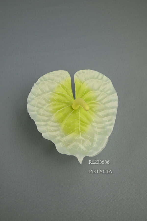 antúria <p>RS233636 - Image 3